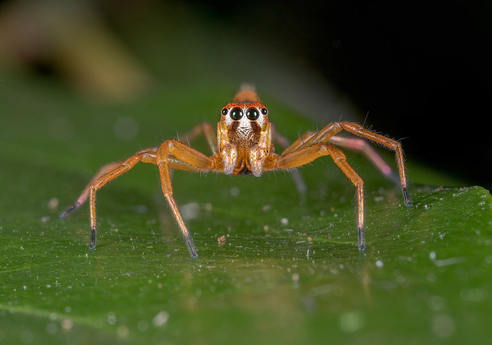 Jumping Spider (Salticidae)
