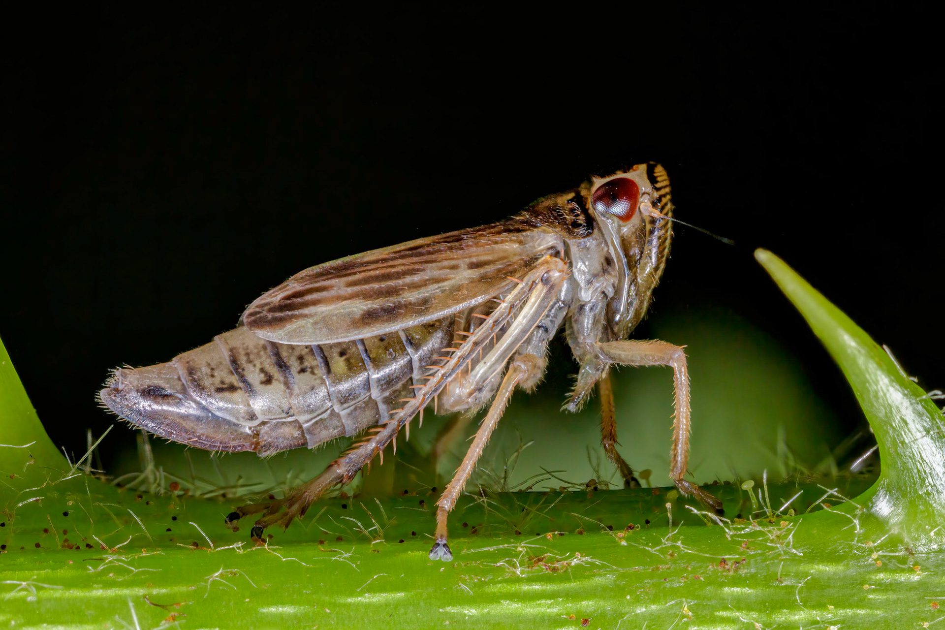 Leafhopper (Evacanthus acuminatus)