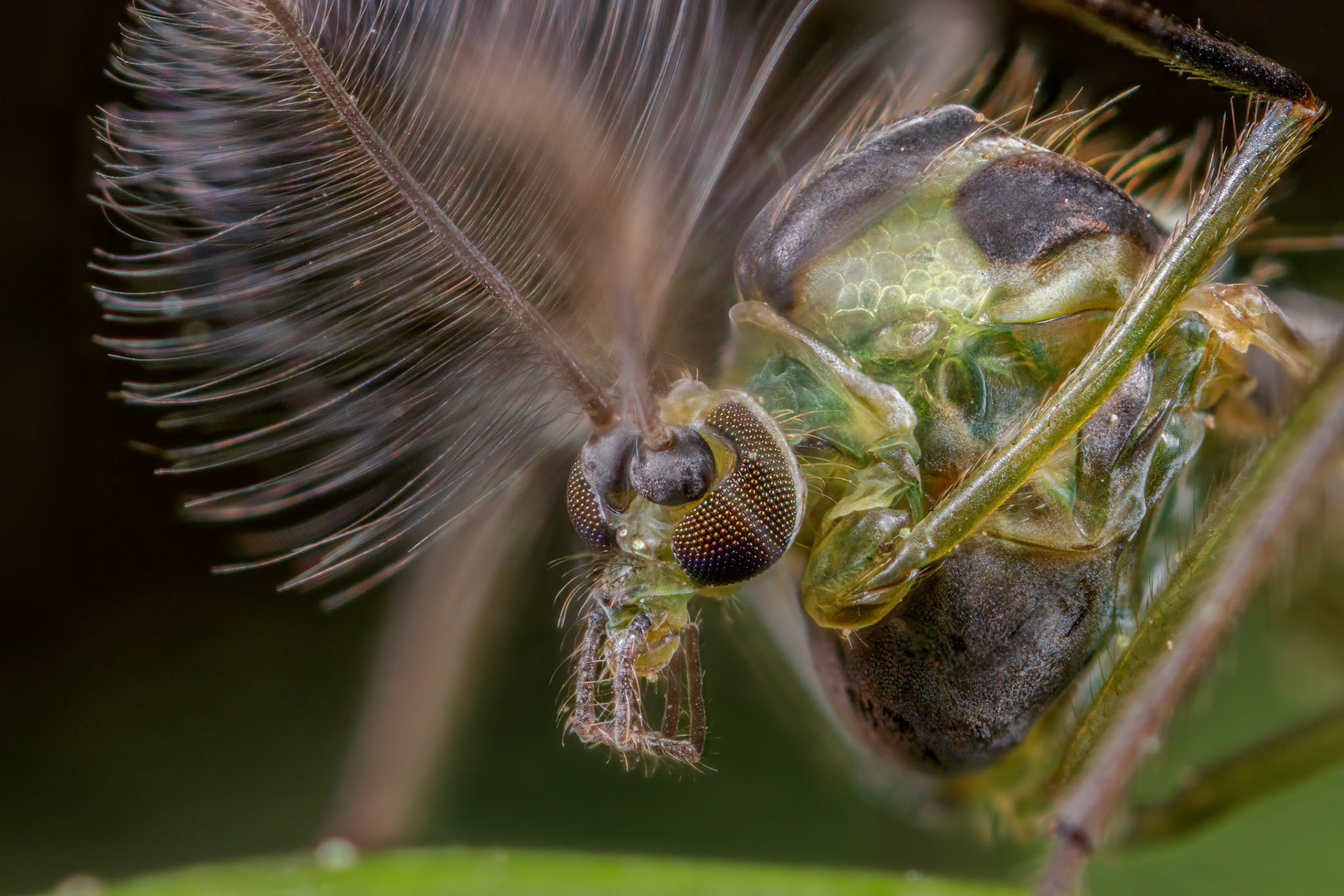 Non-biting midge (Chironomidae)