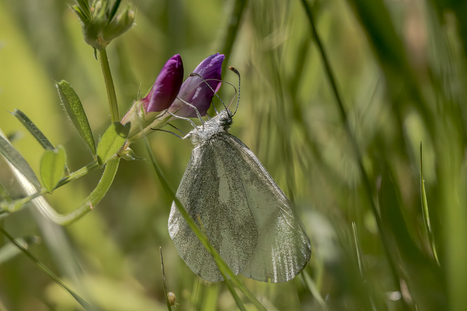 Wood White (Leptidea sinapis)