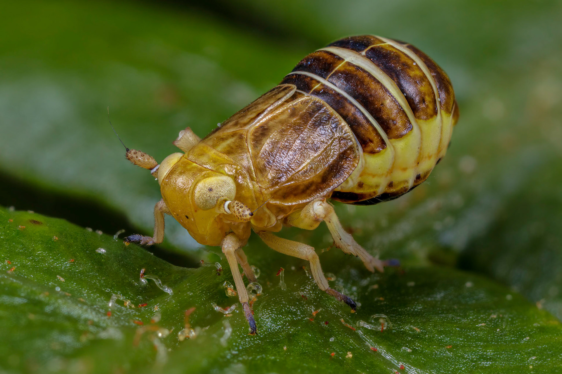 Planthopper (Ditropis pteridis)