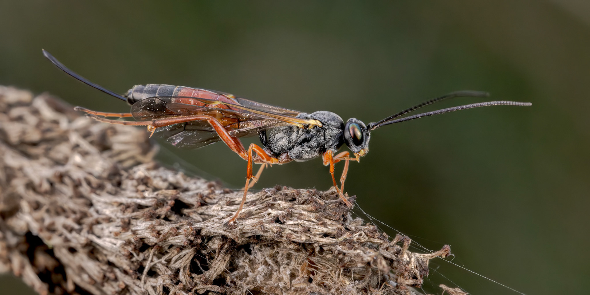 Ichneumonid Wasp (Lissonota lineolaris)