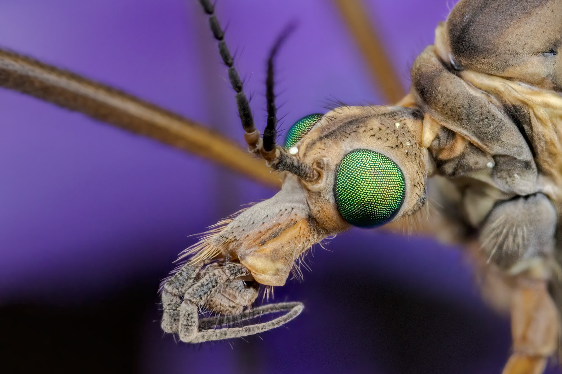 Cranefly (Tipula vernalis)