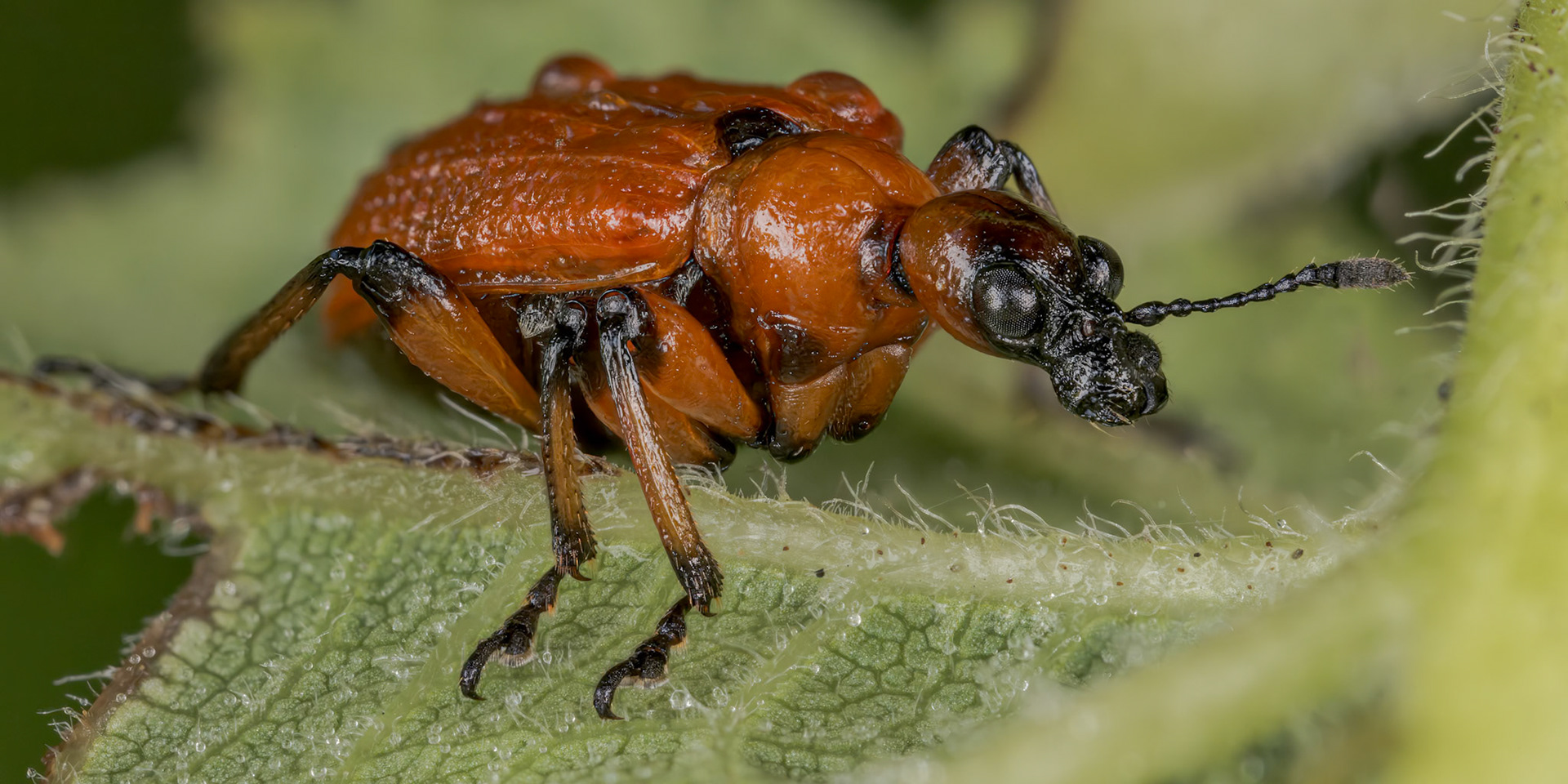 Hazel Leaf-roller Weevil (Apoderus coryli)
