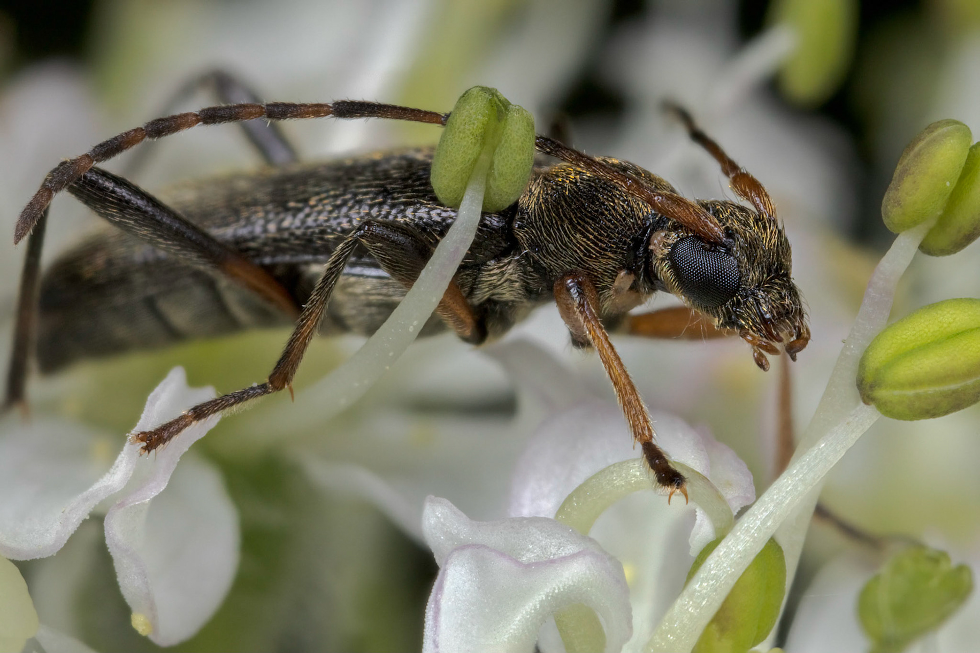 Longhorn Beetle (Cerambycidae)