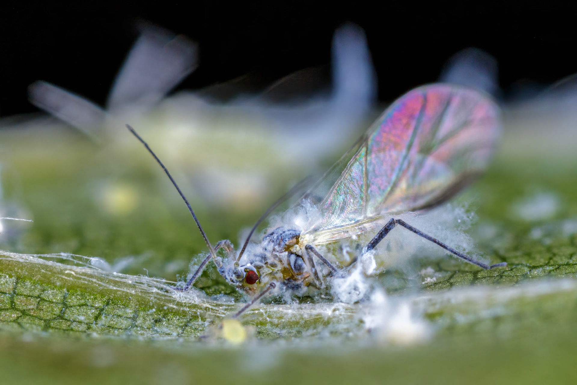 Woolly Beech Aphid (Phyllaphis fagi)