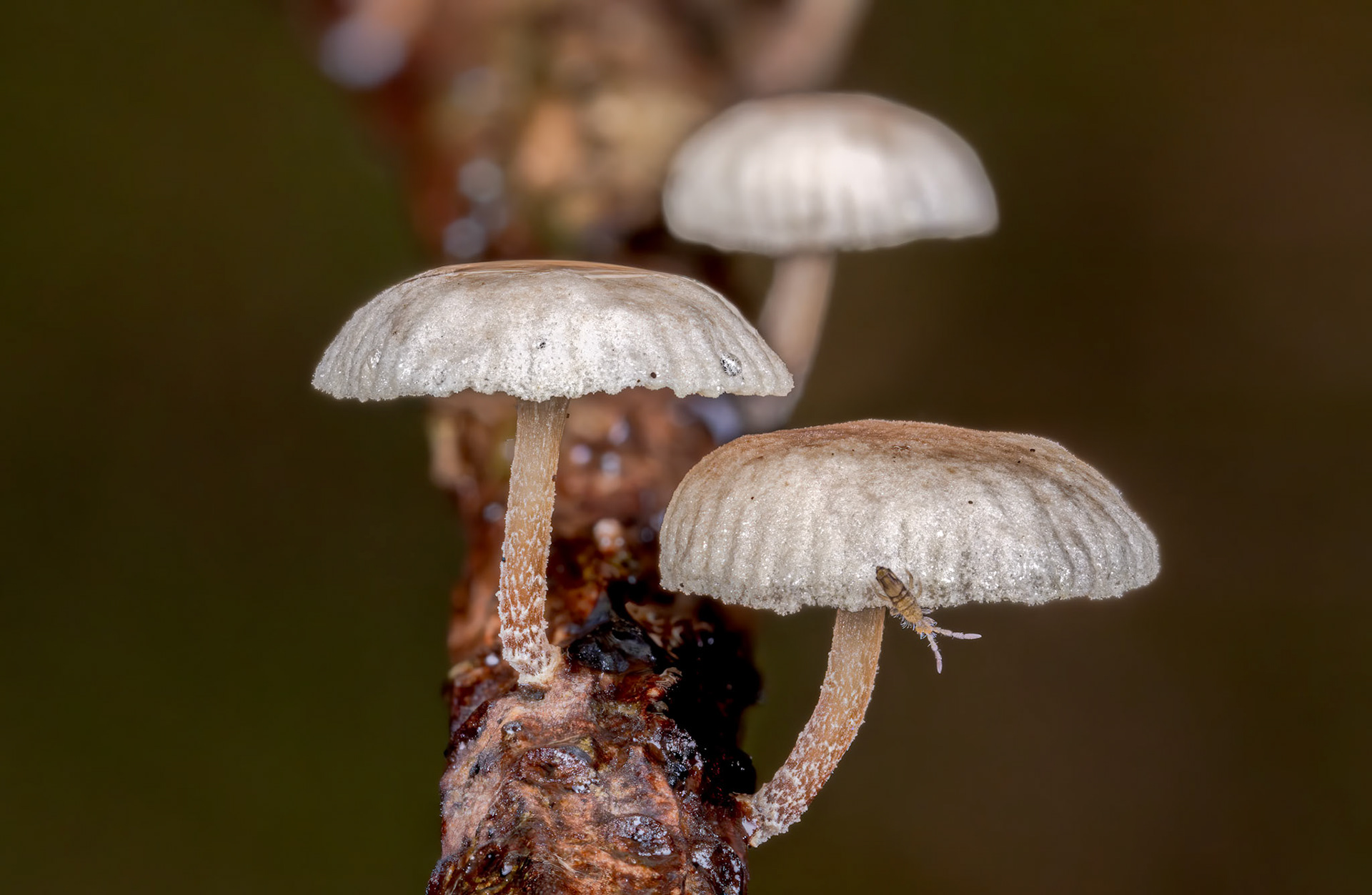 Elongated Springtail (Entomobrya nivalis)