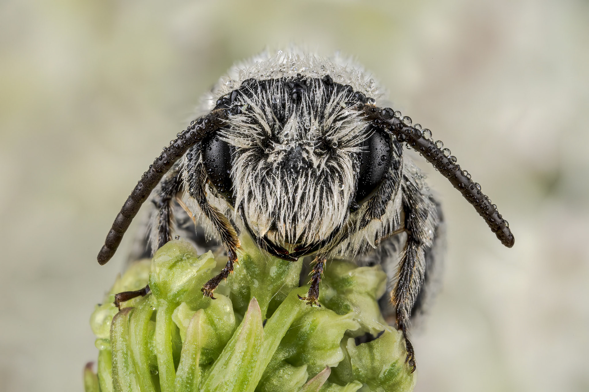 Ashy Mining Bee (Andrena cineraria)