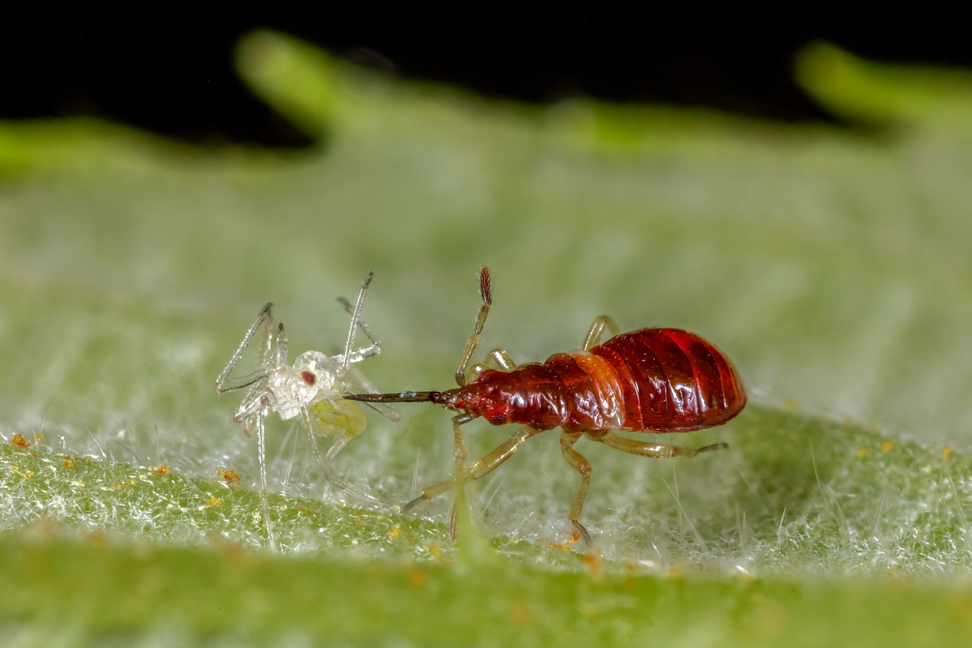 Early Instar Plant Bug Nymph (Phylini)