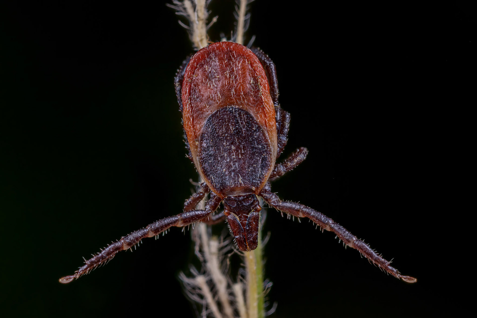 Hard Tick (Ixodes Ricinus)