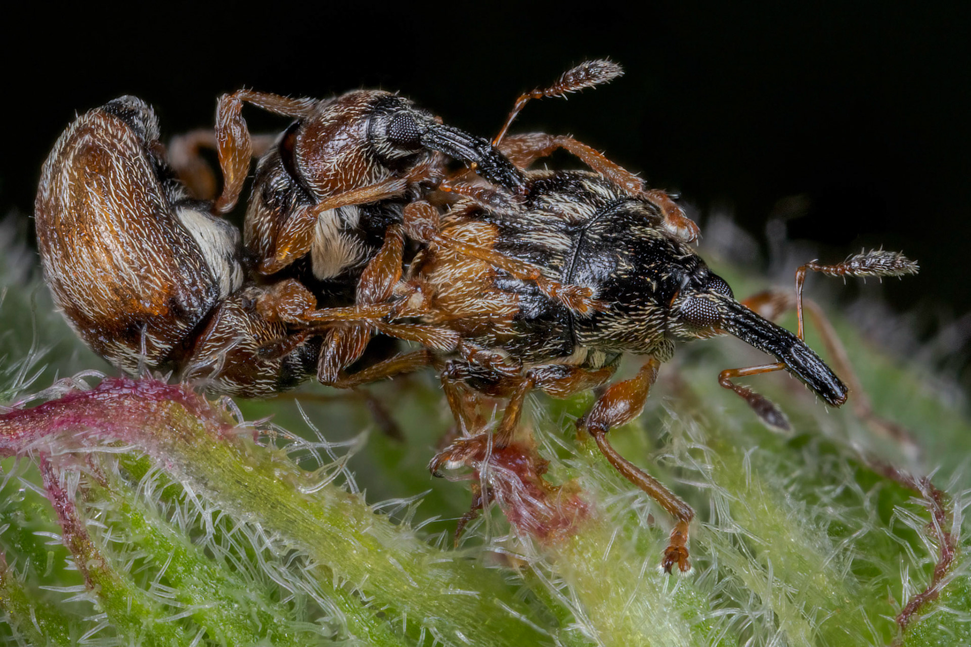 Nanophyes marmoratus