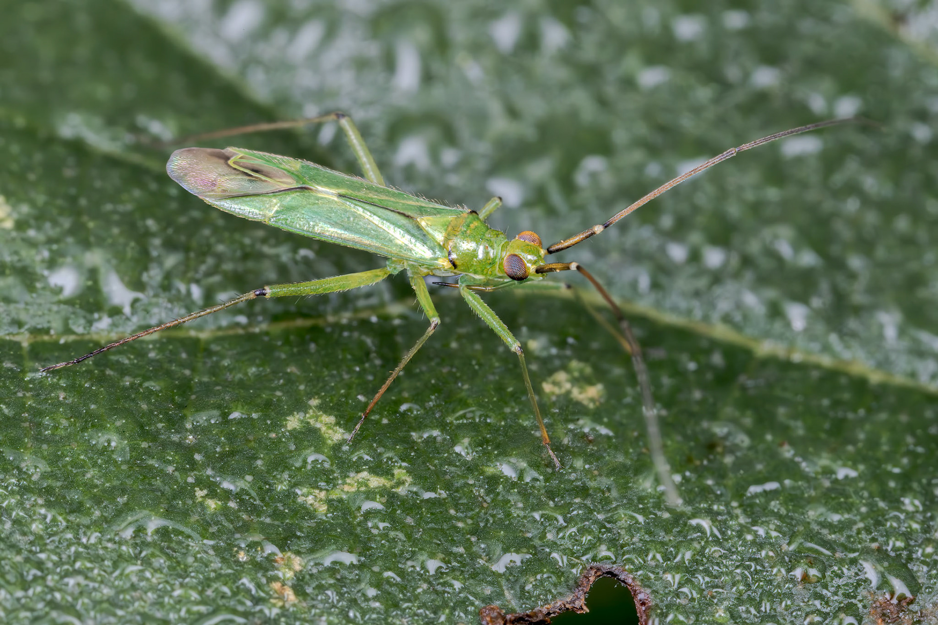 Black Kneed Capsid (Blepharidopterus angulatus)