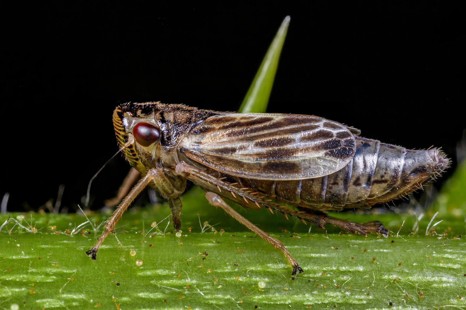 Leafhopper (Evacanthus acuminatus)