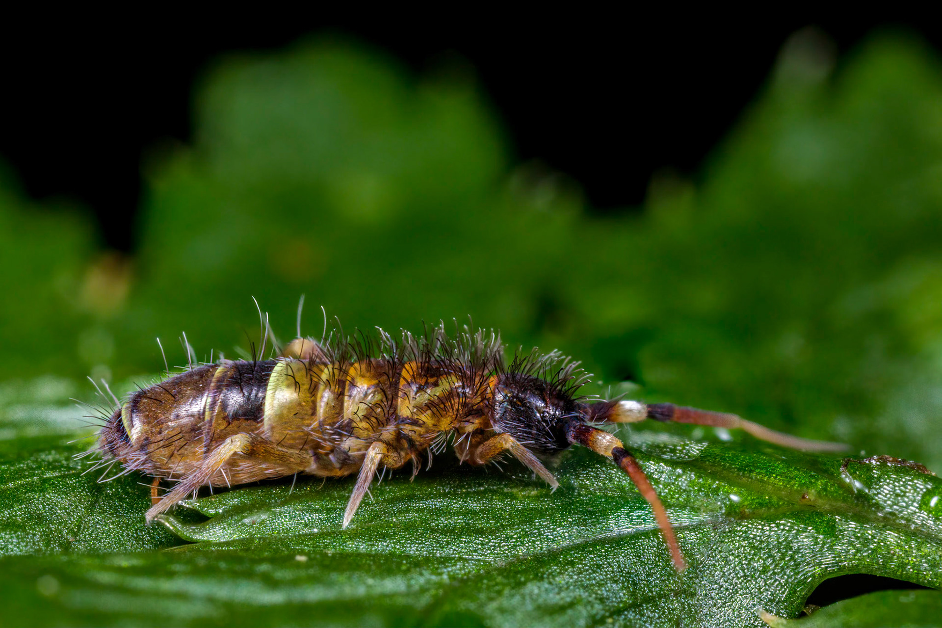 Springtail (Orchesella cincta)