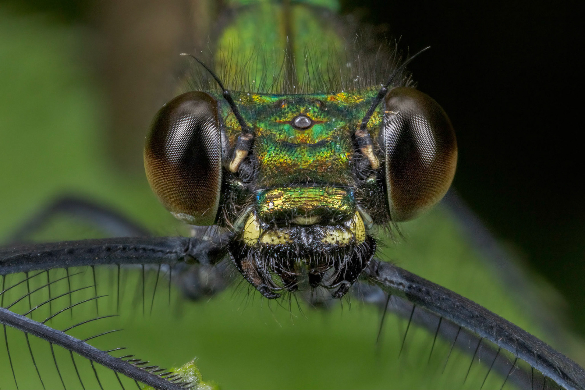 Beautiful Demoiselle