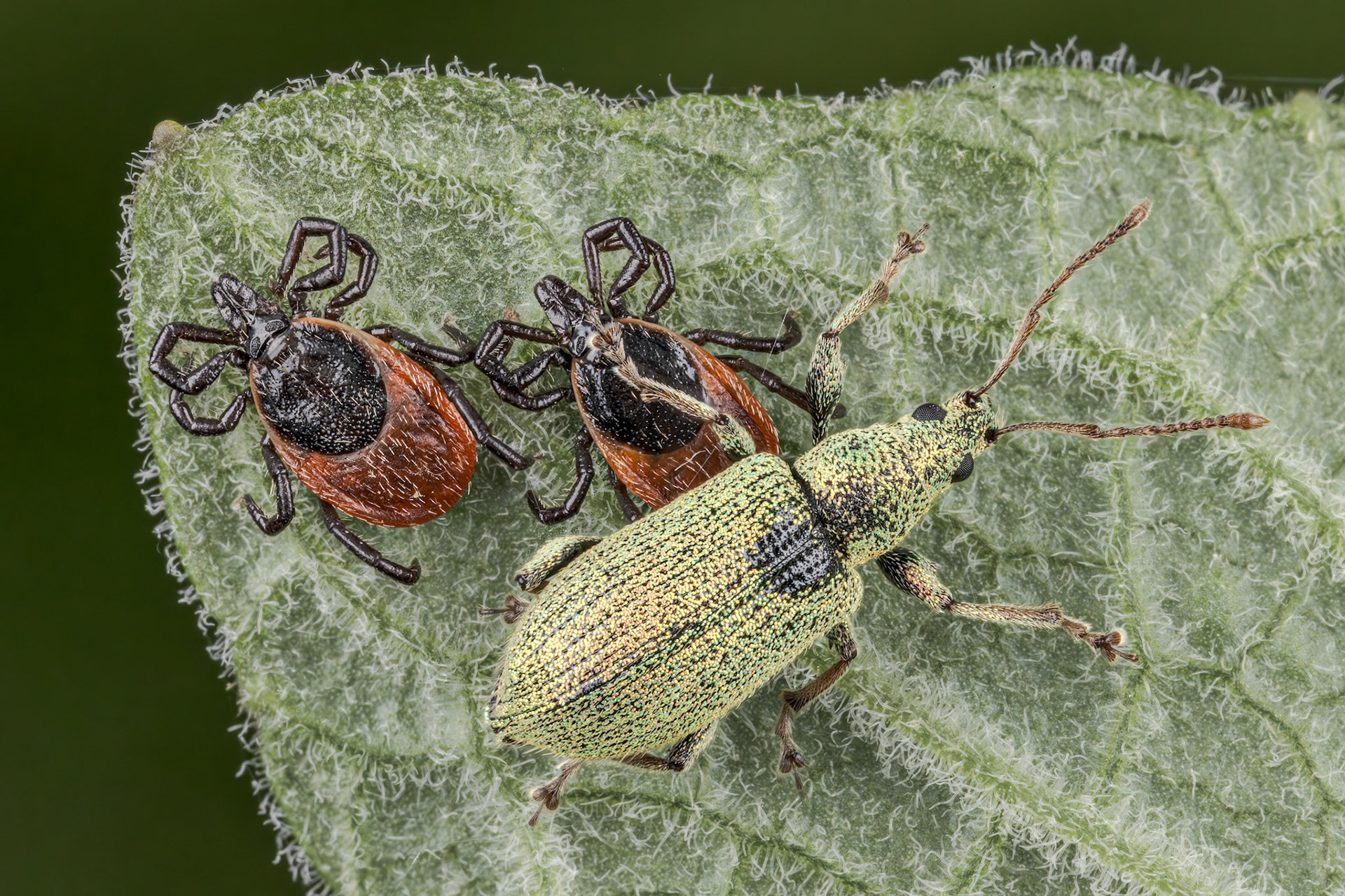 Broad-nose Weevil (Phyllobius pomaceus) and Hard Tick (Ixodes Ricinus)