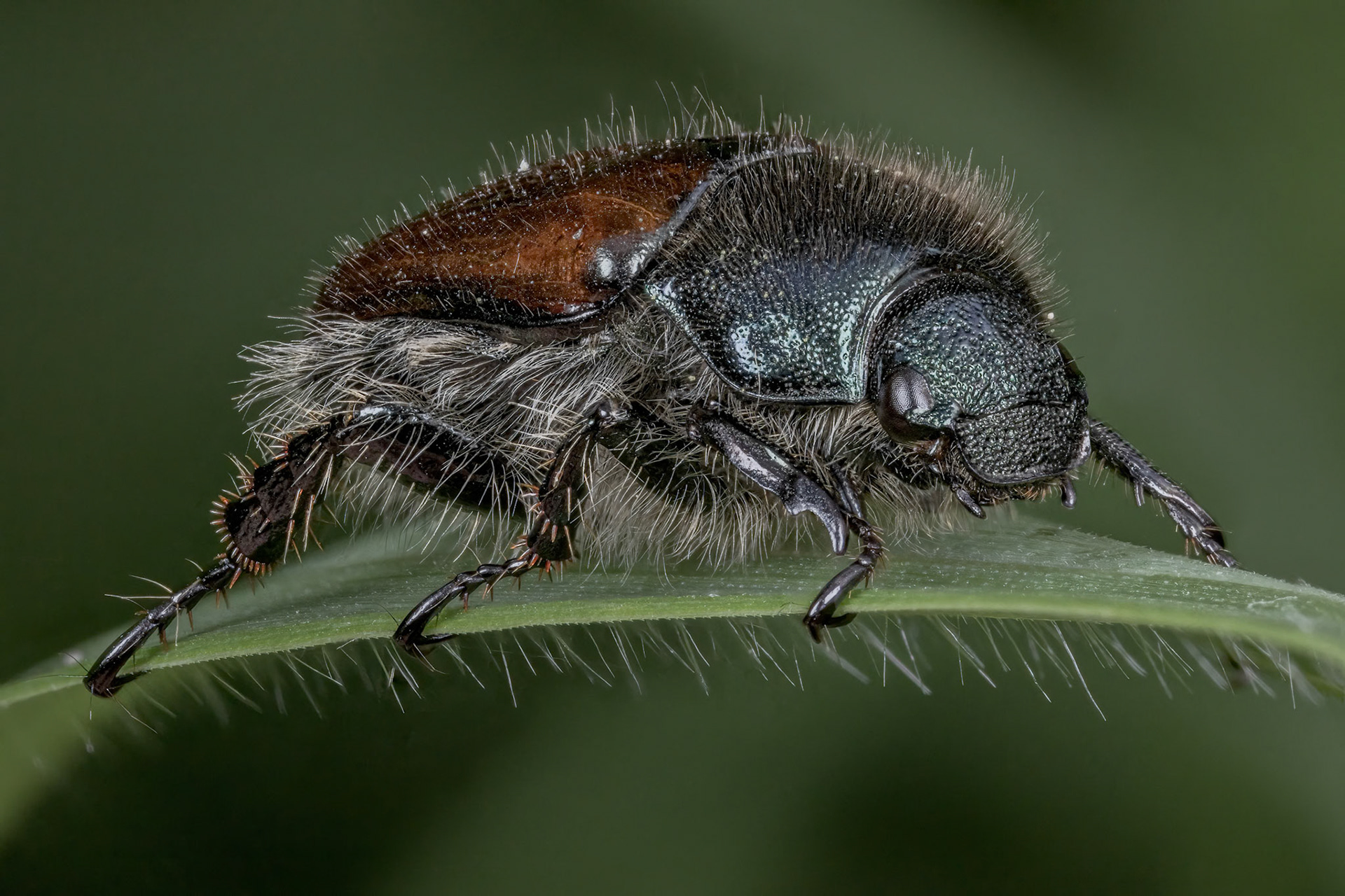 Phyllopertha horticola - Garden Chafer