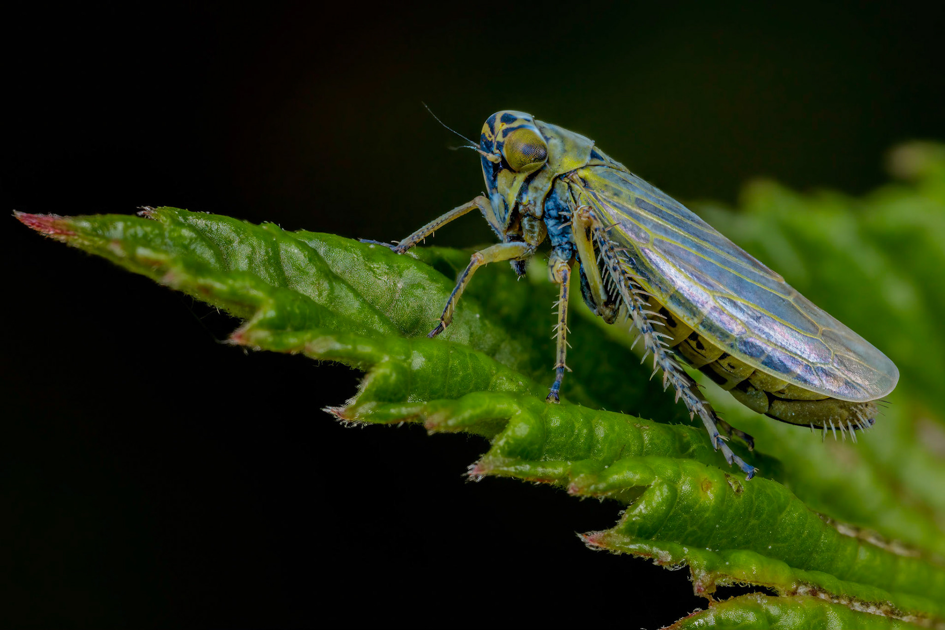 Leafhopper (Cicadula persimilis)
