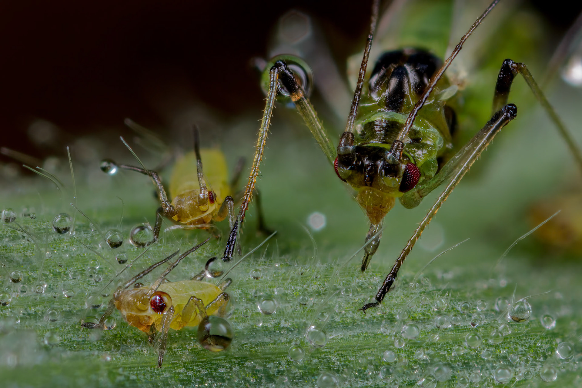 Common sycamore aphid (Drepanosiphum platanoidis)