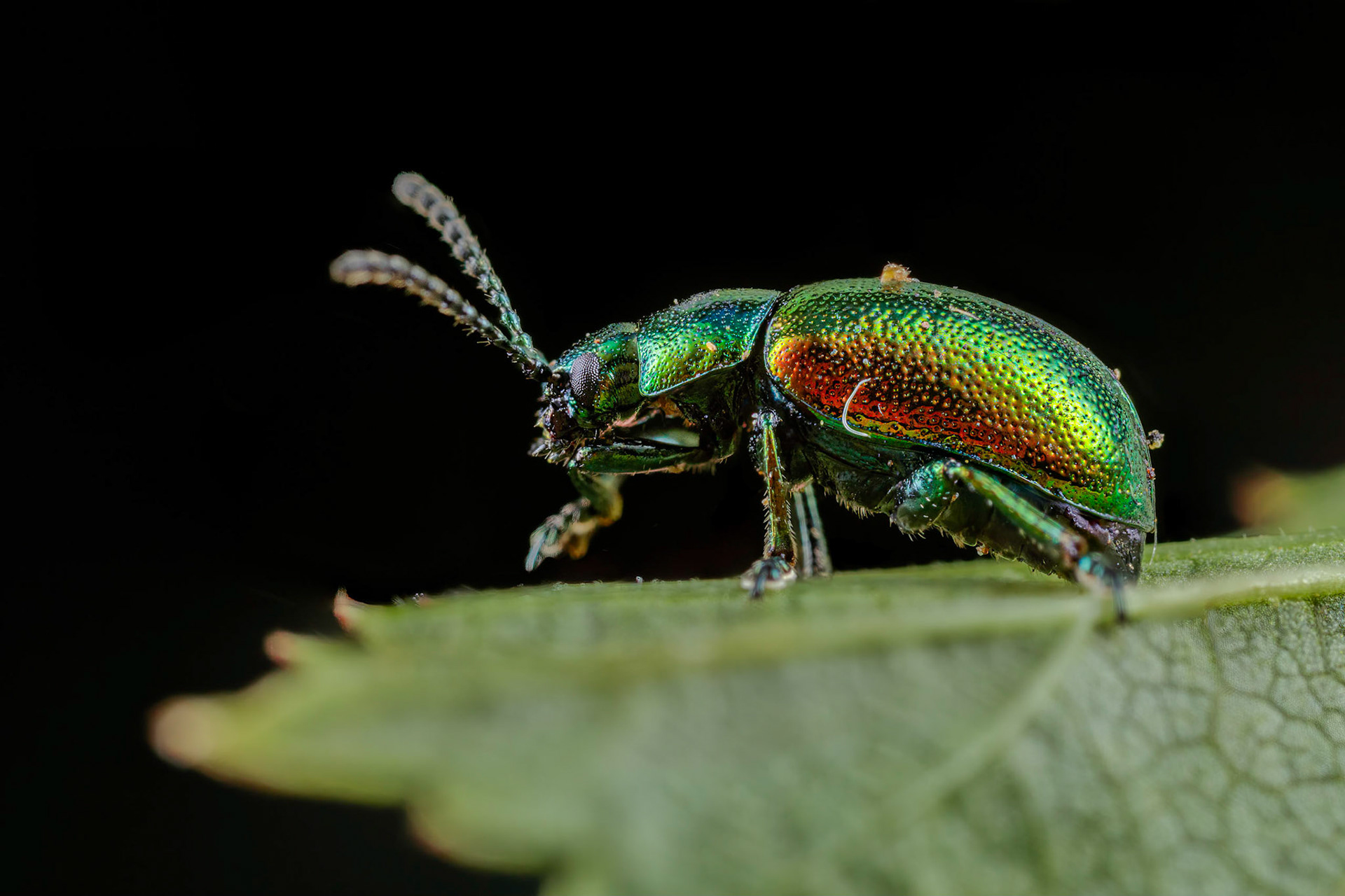 Green Dock Beetle (Gastrophysa viridula)