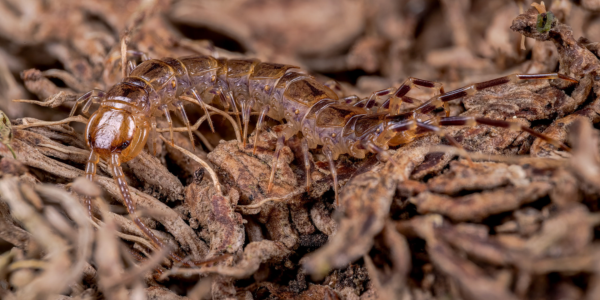 Banded Centipede (Lithobius variegatus)