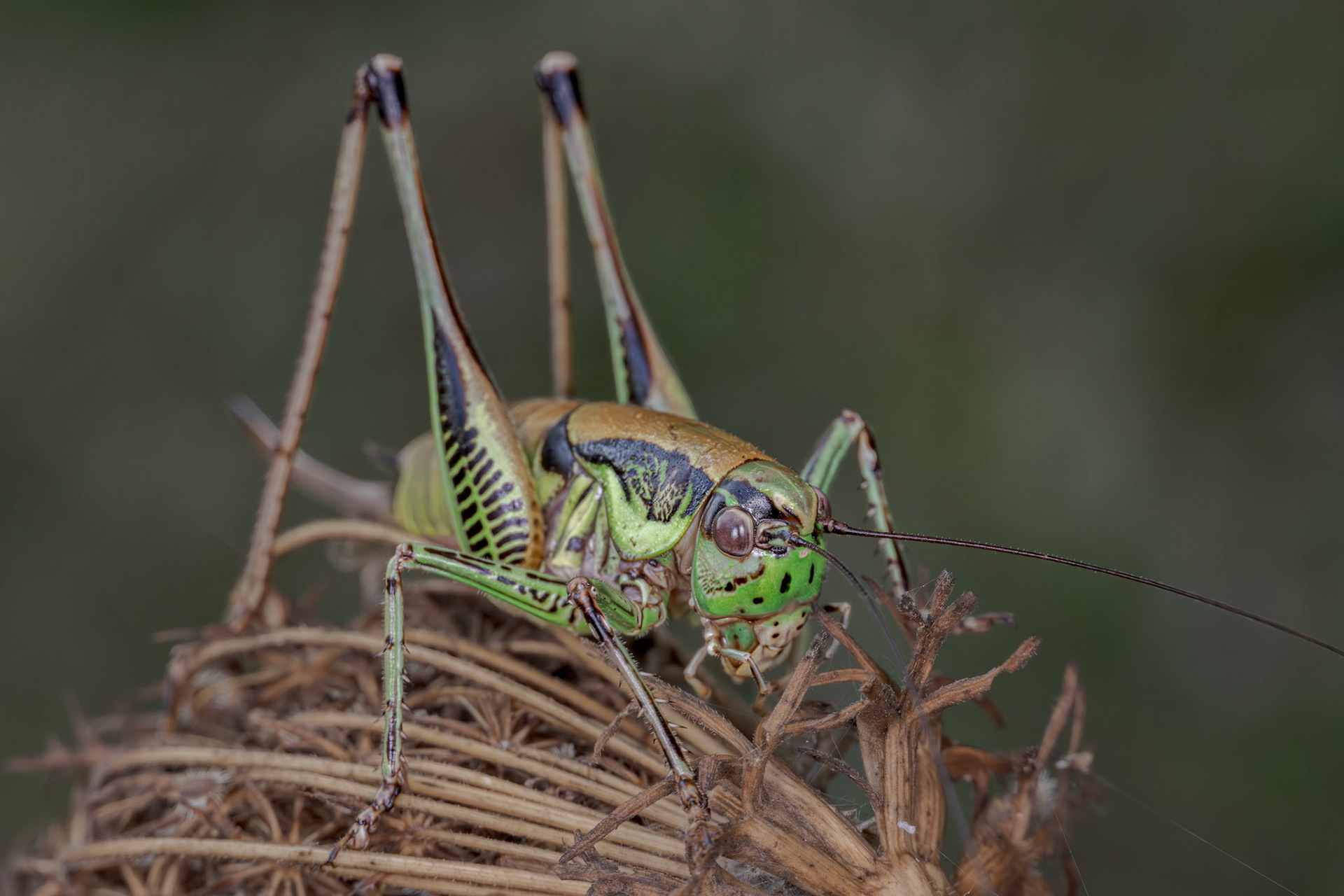 Gargano Marbled Bush-Cricket (Eupholidoptera garganica)
