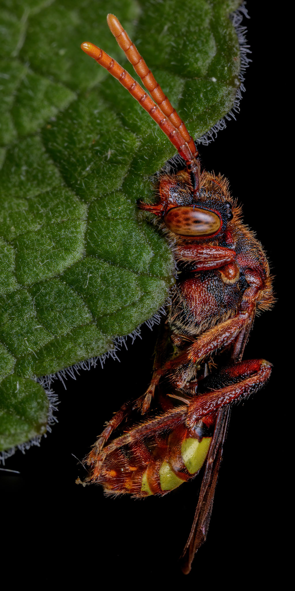 European hornet (Vespa crabro)