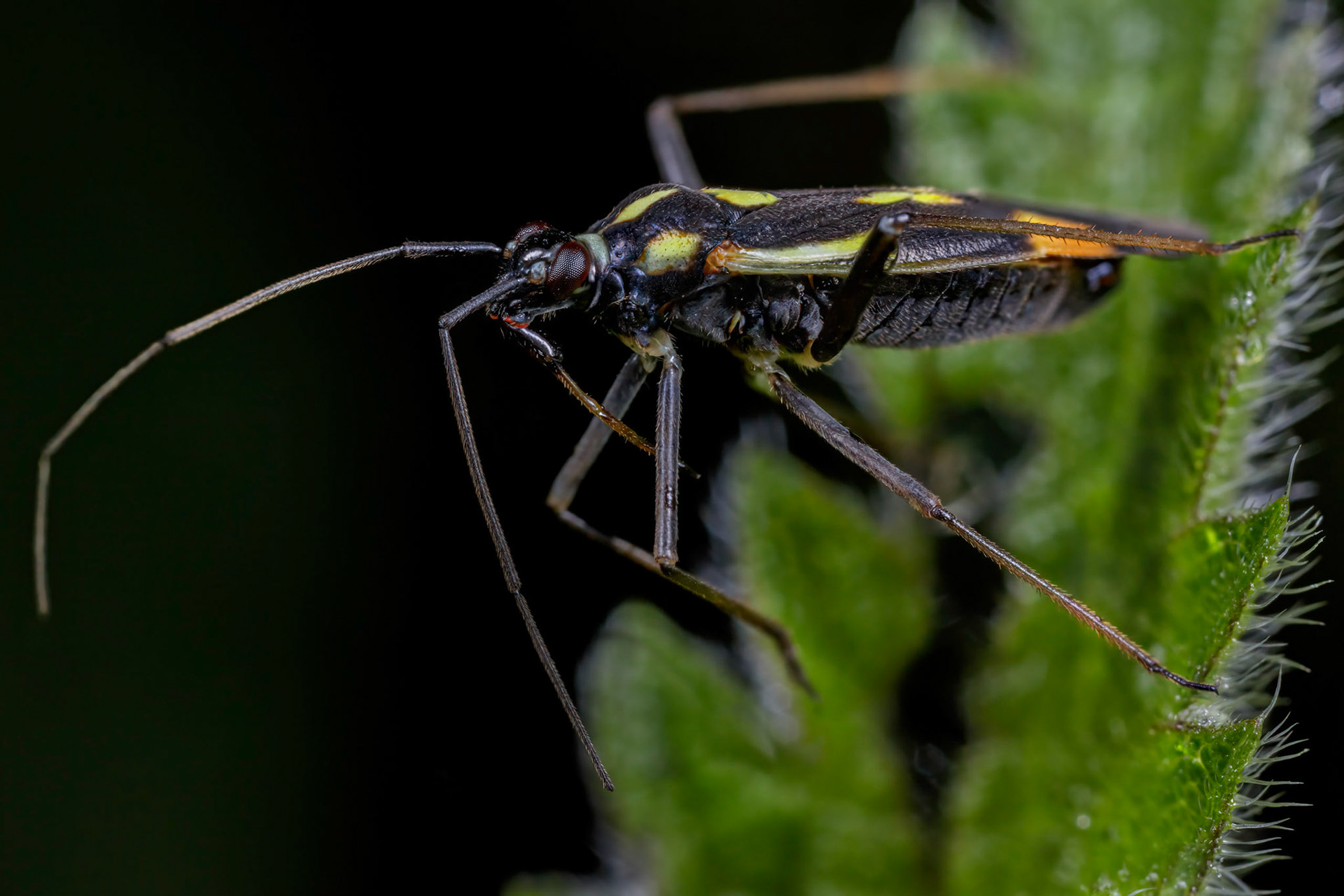 Plant Bug (Grypocoris stysi)