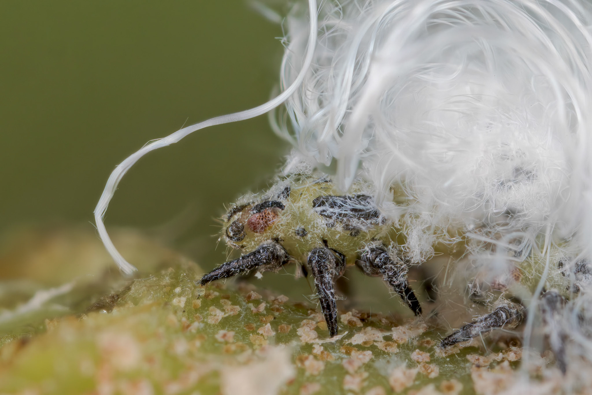 Box Sucker (Psylla buxi)