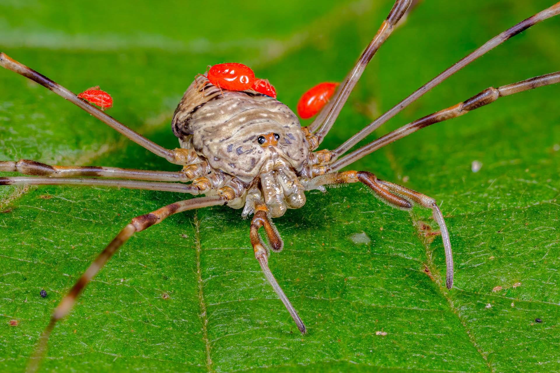 Harvestman (Opiliones)