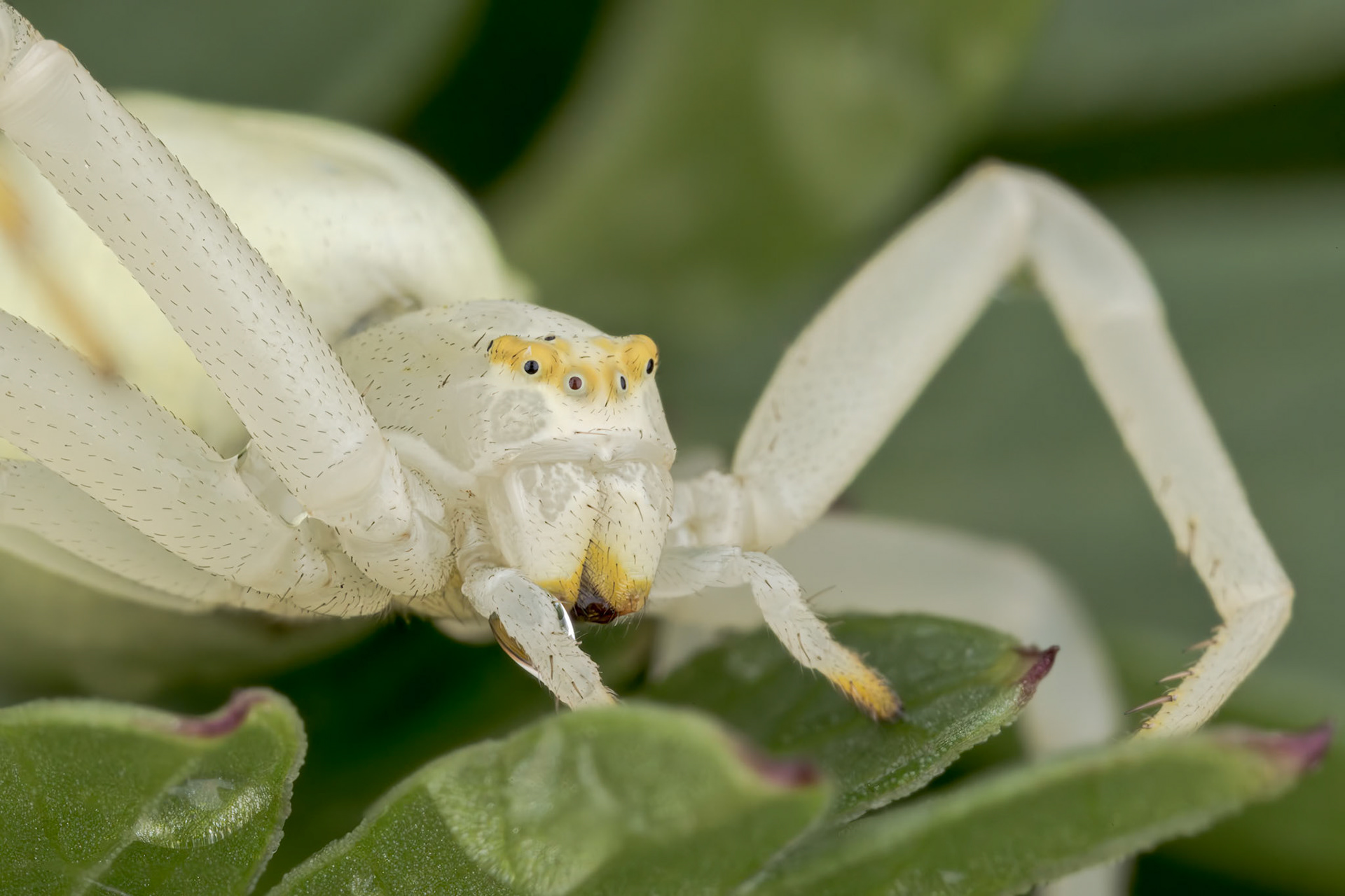 Crab Spider (Misumena vatia)