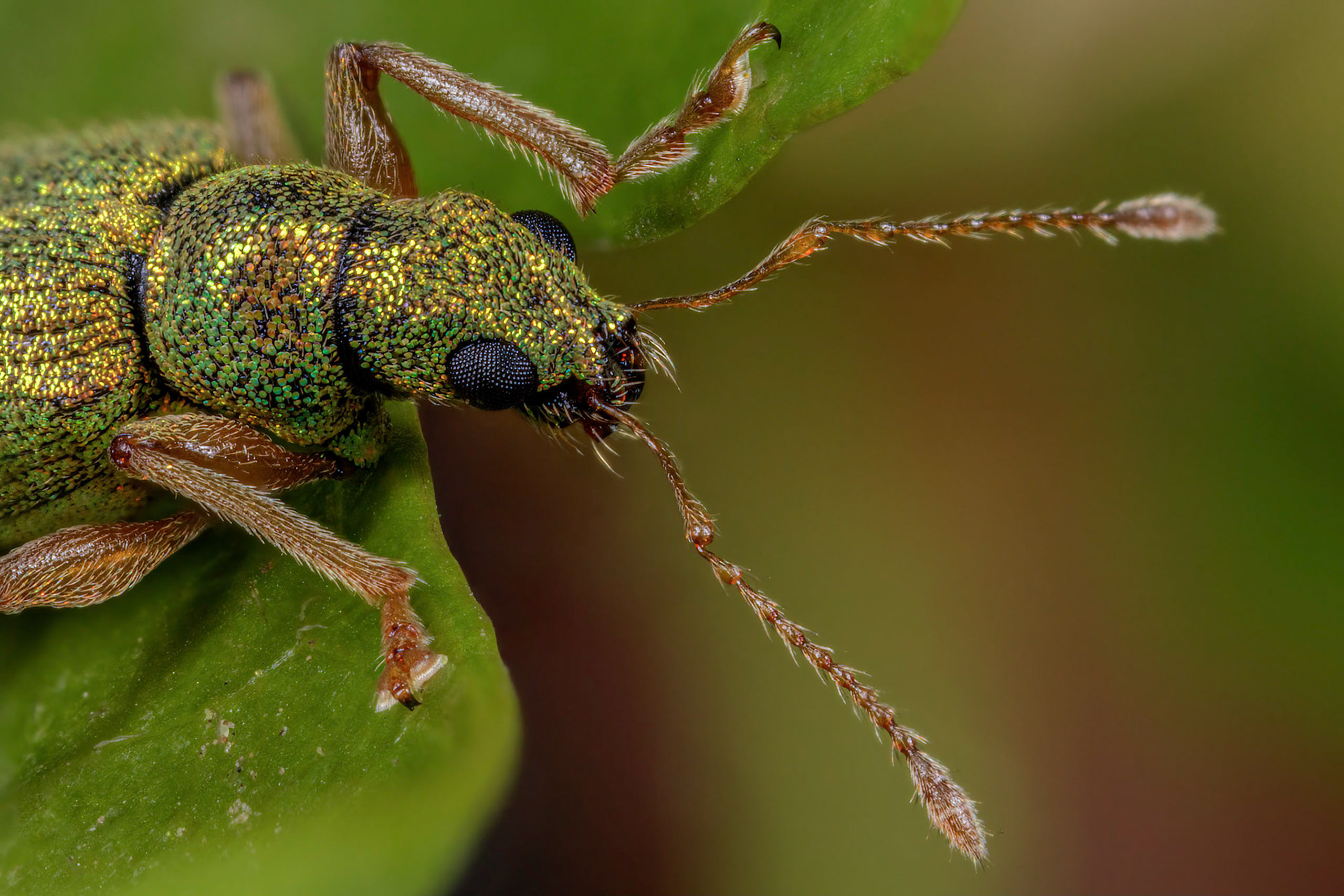 Phyllobius virideaeris