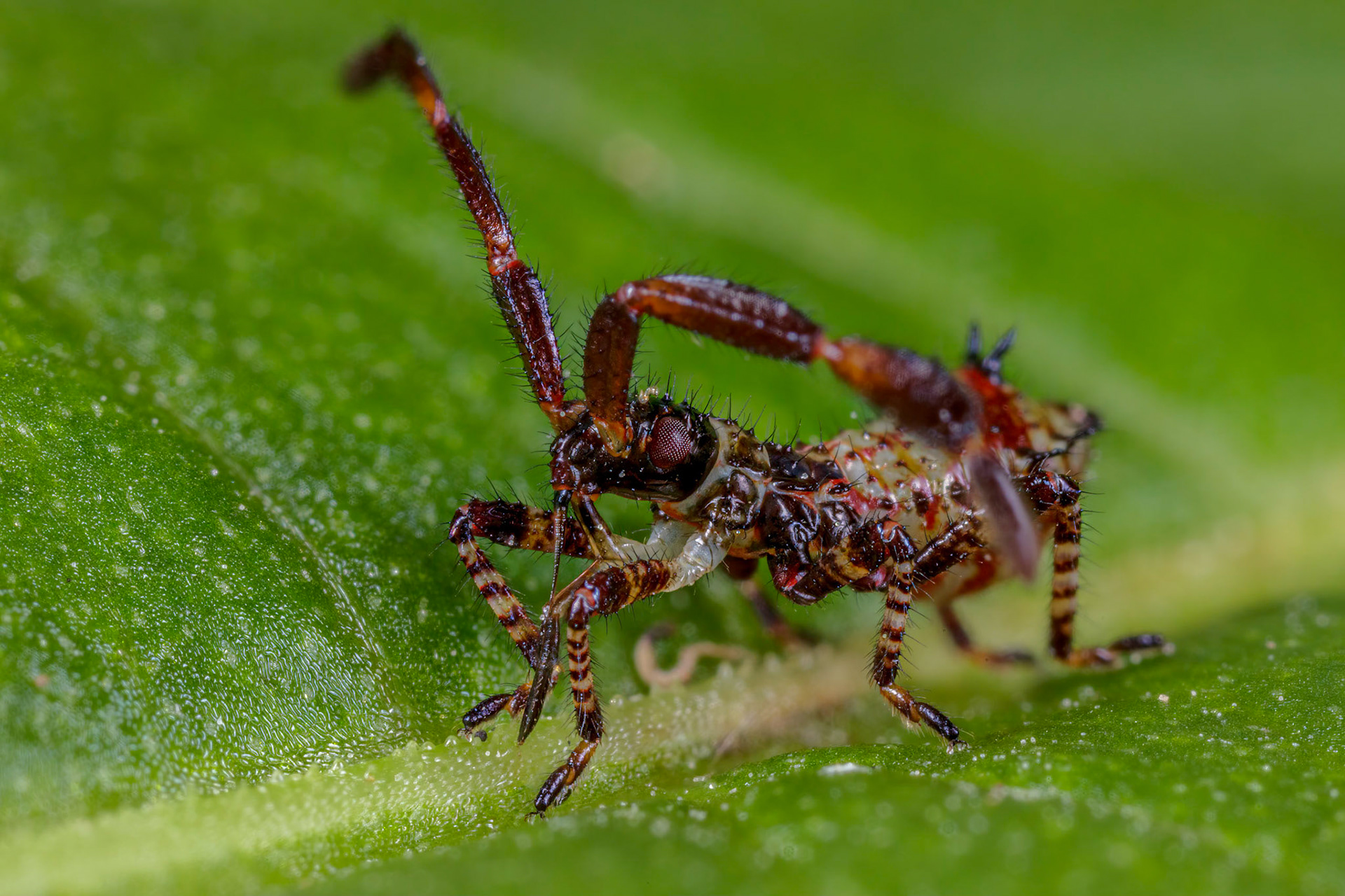 Dock Bug Nymph (Coreus marginatus)