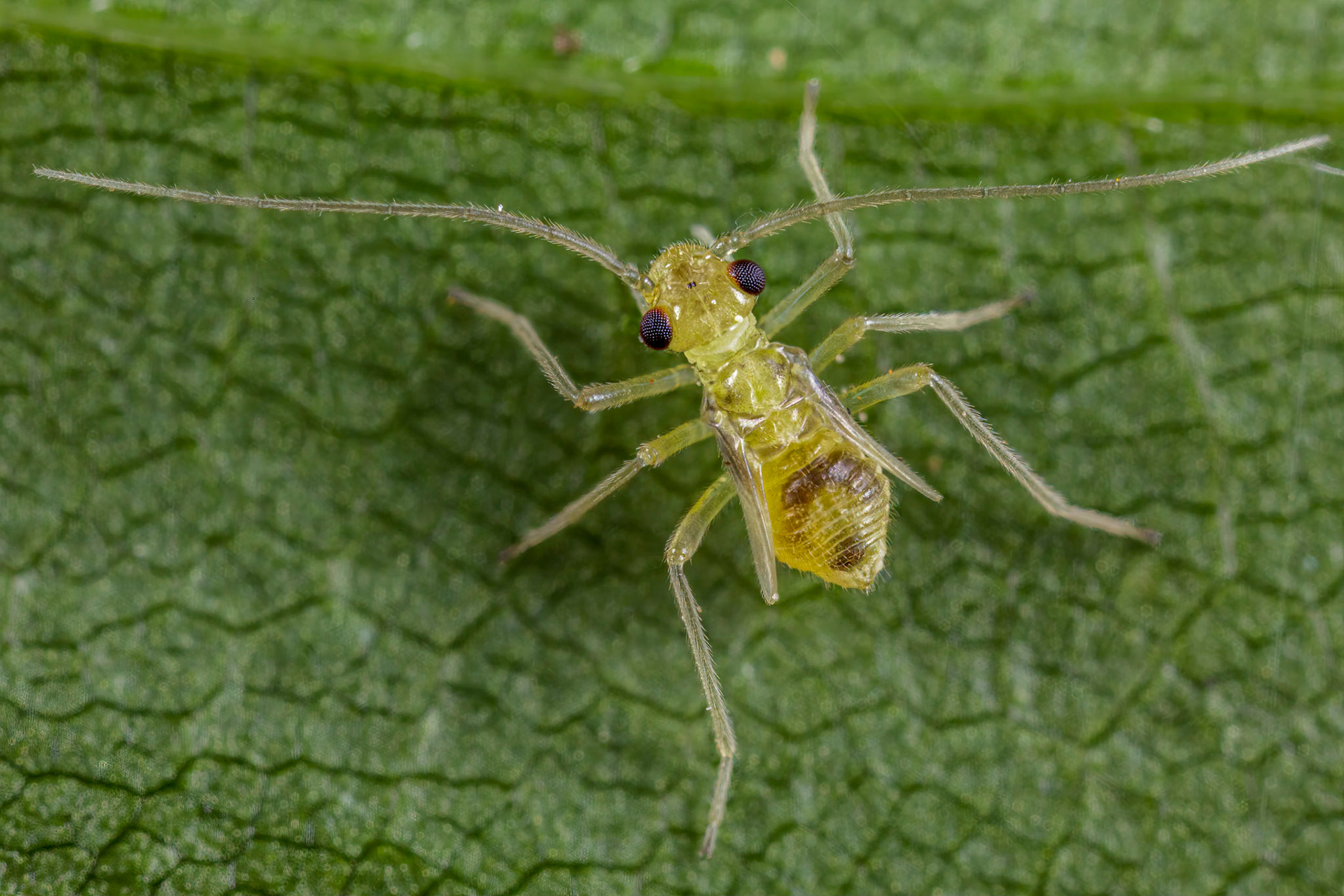 Barkfly Nymph (Psocoptera)