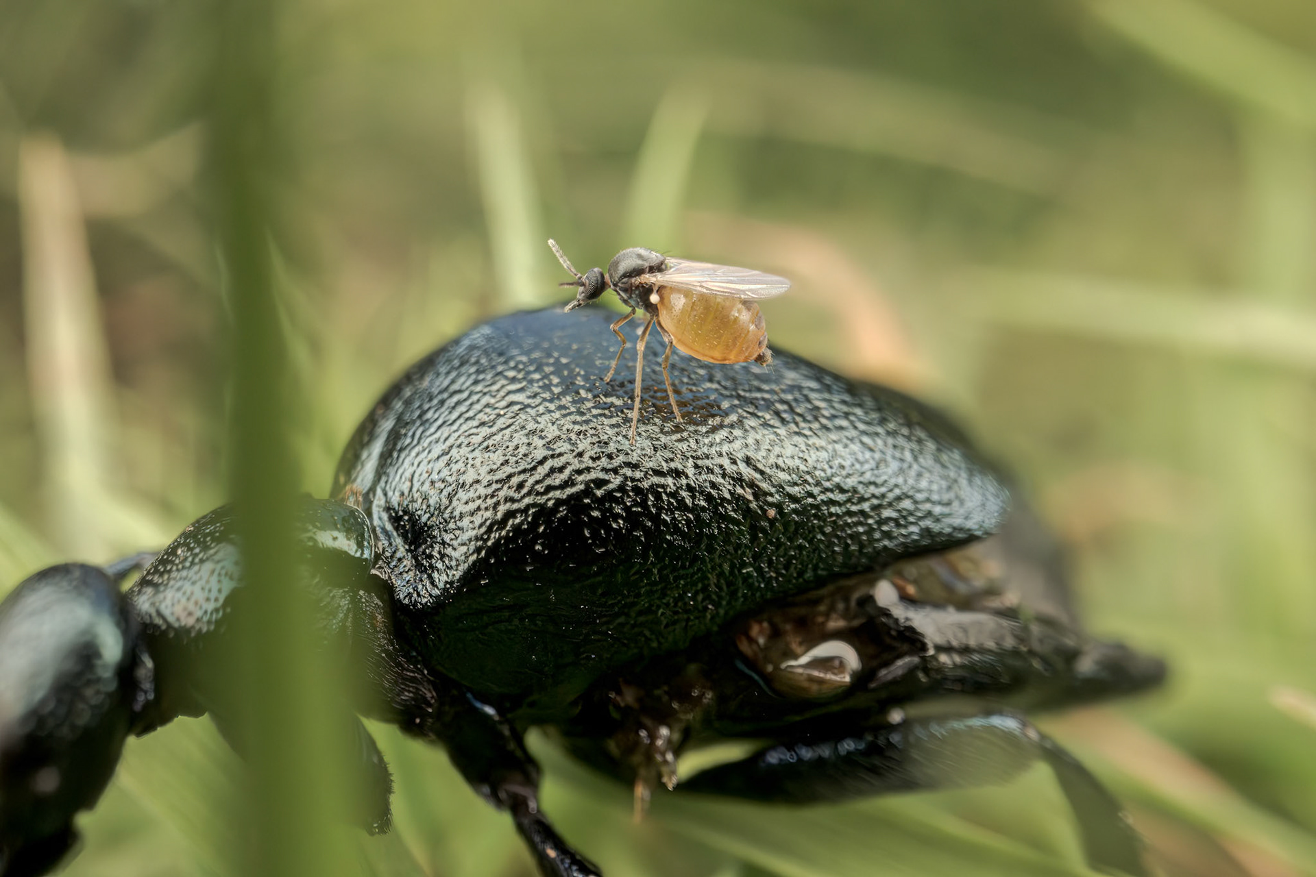Midge on the back of an Oil Beetle