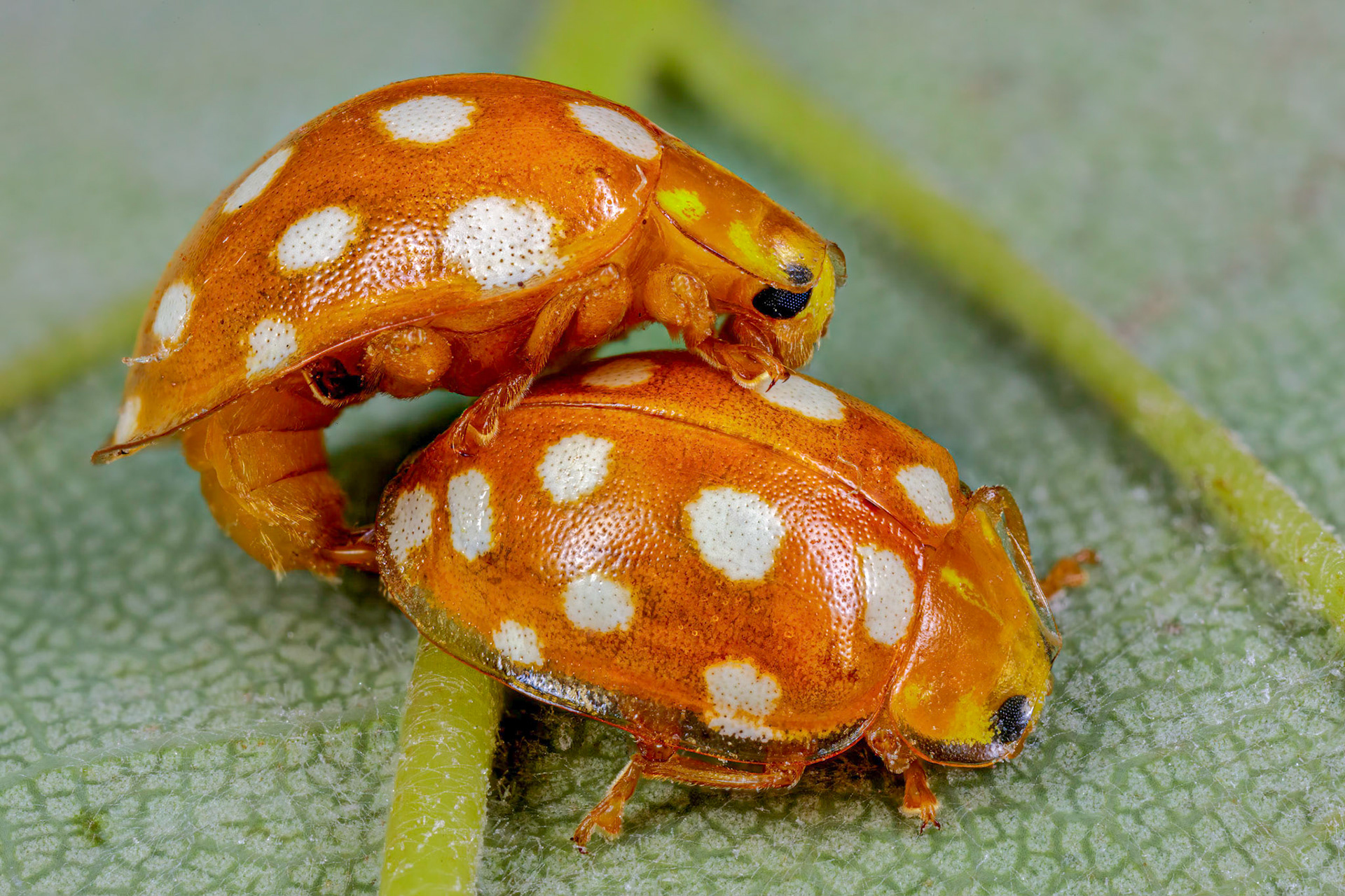 Orange Lladybirds (Halyzia sedecimguttata)