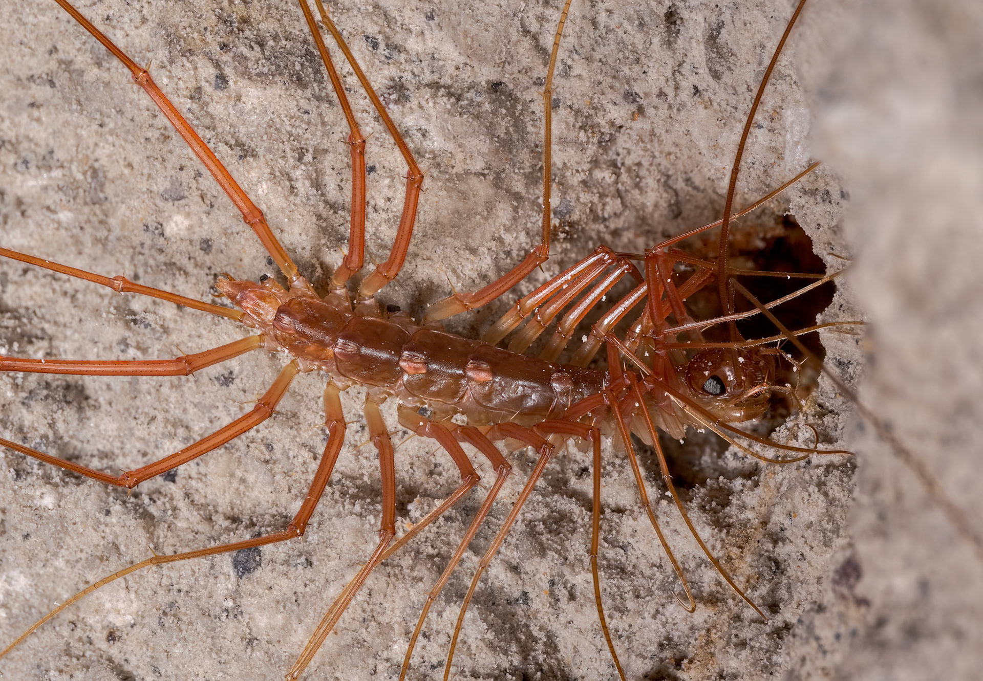 Long-legged Centipede