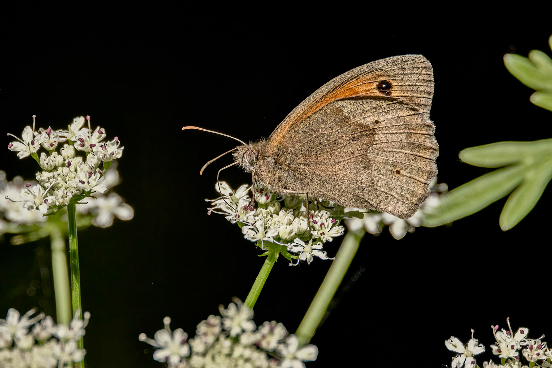 Meadow Brown (Maniola jurtina)