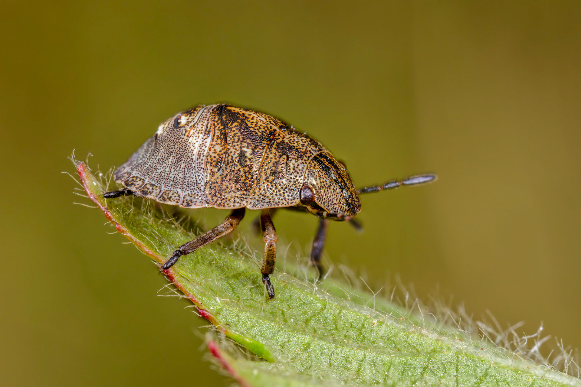 Tortoise Shieldbug Nymph (Eurygaster testudinaria)