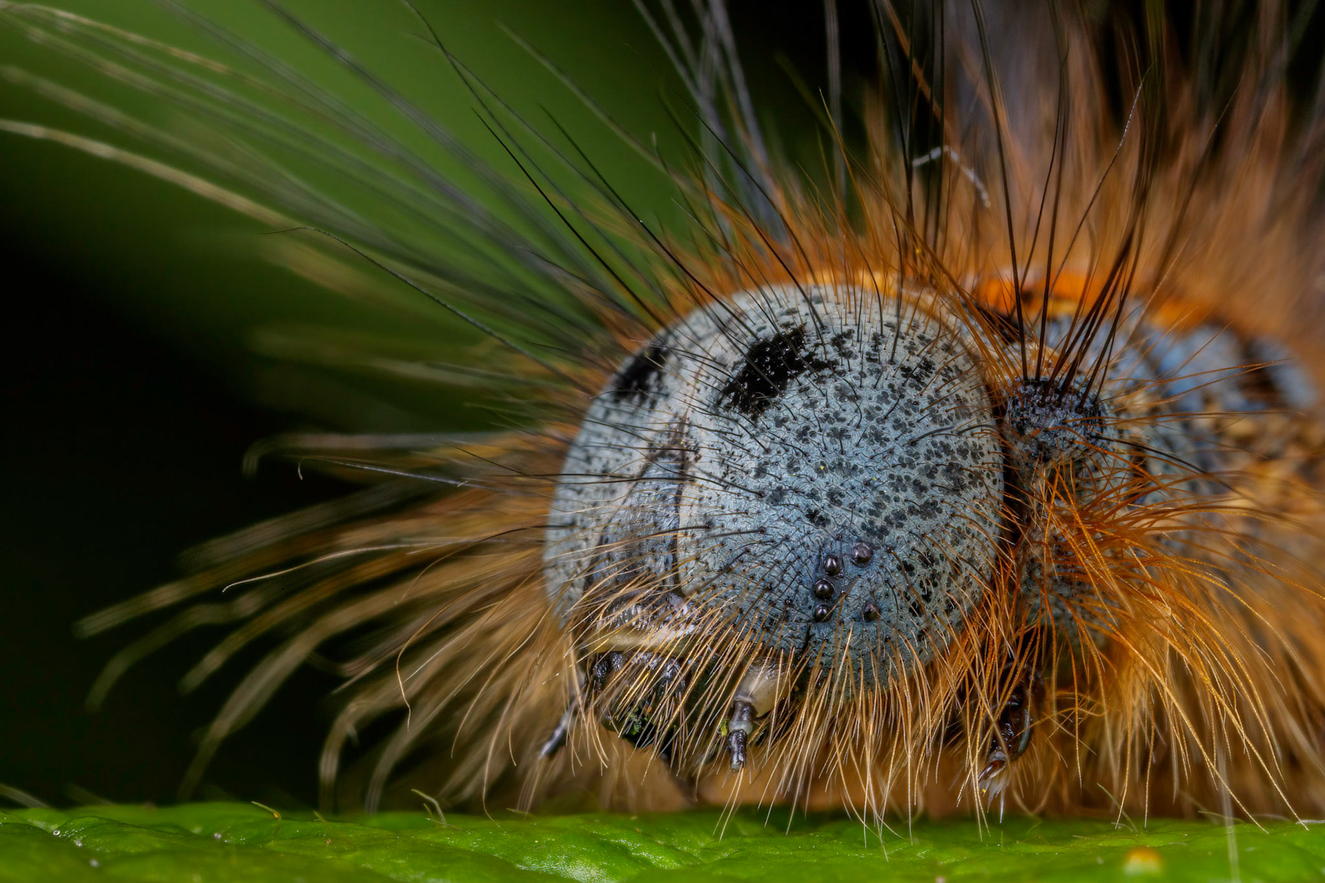 Lackey Moth Caterpillar