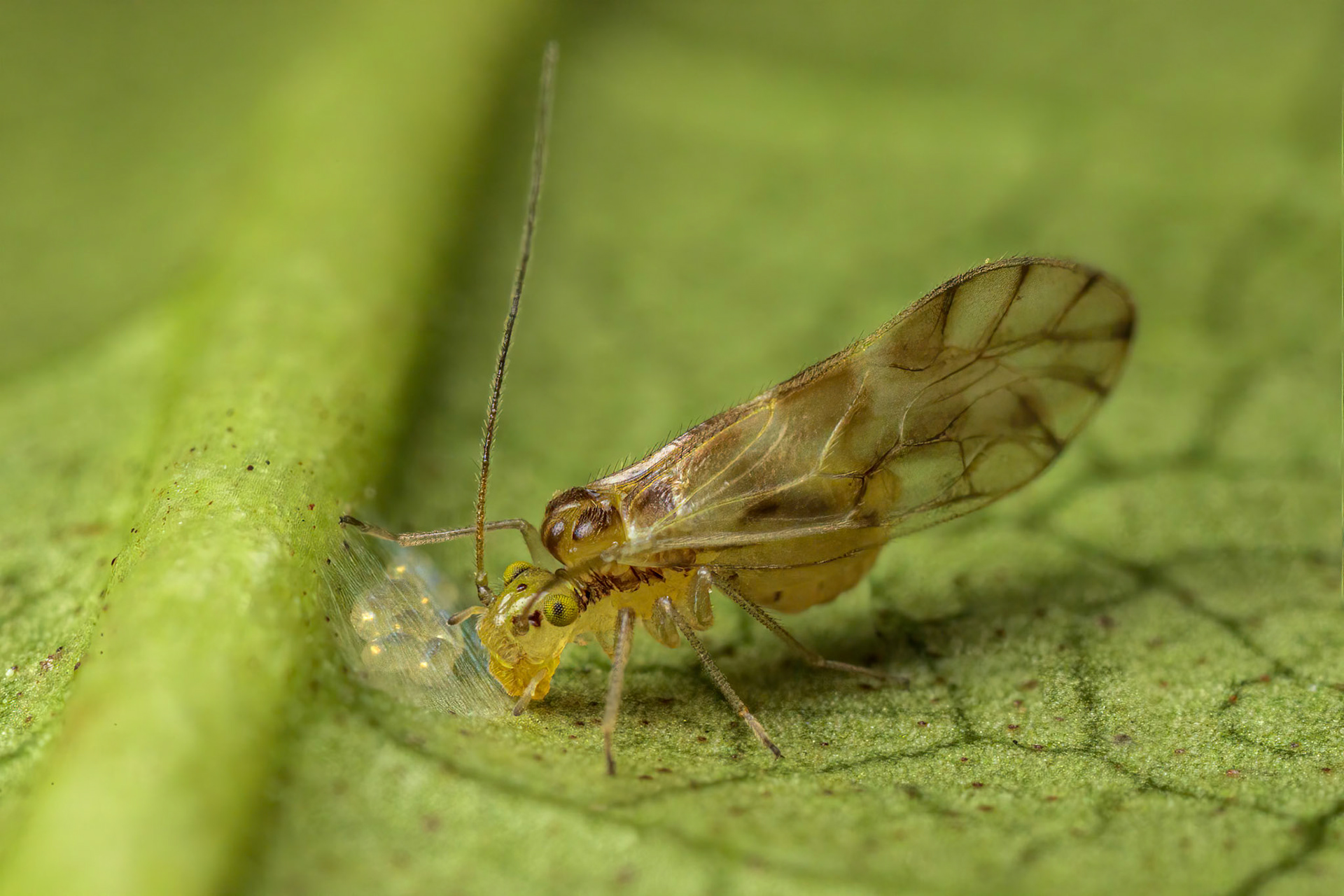 Barkfly (Chilenocaecilius ornatipennis)