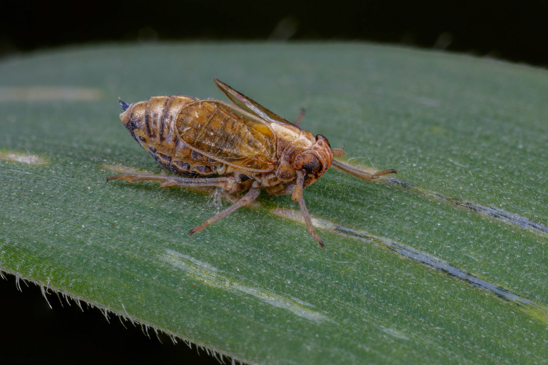 Planthopper Host (Dicranotropis hamata) (Possibly)