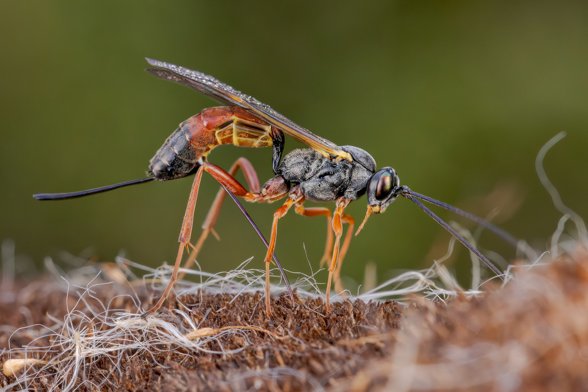 Ichneumonid Wasp (Lissonota lineolaris)