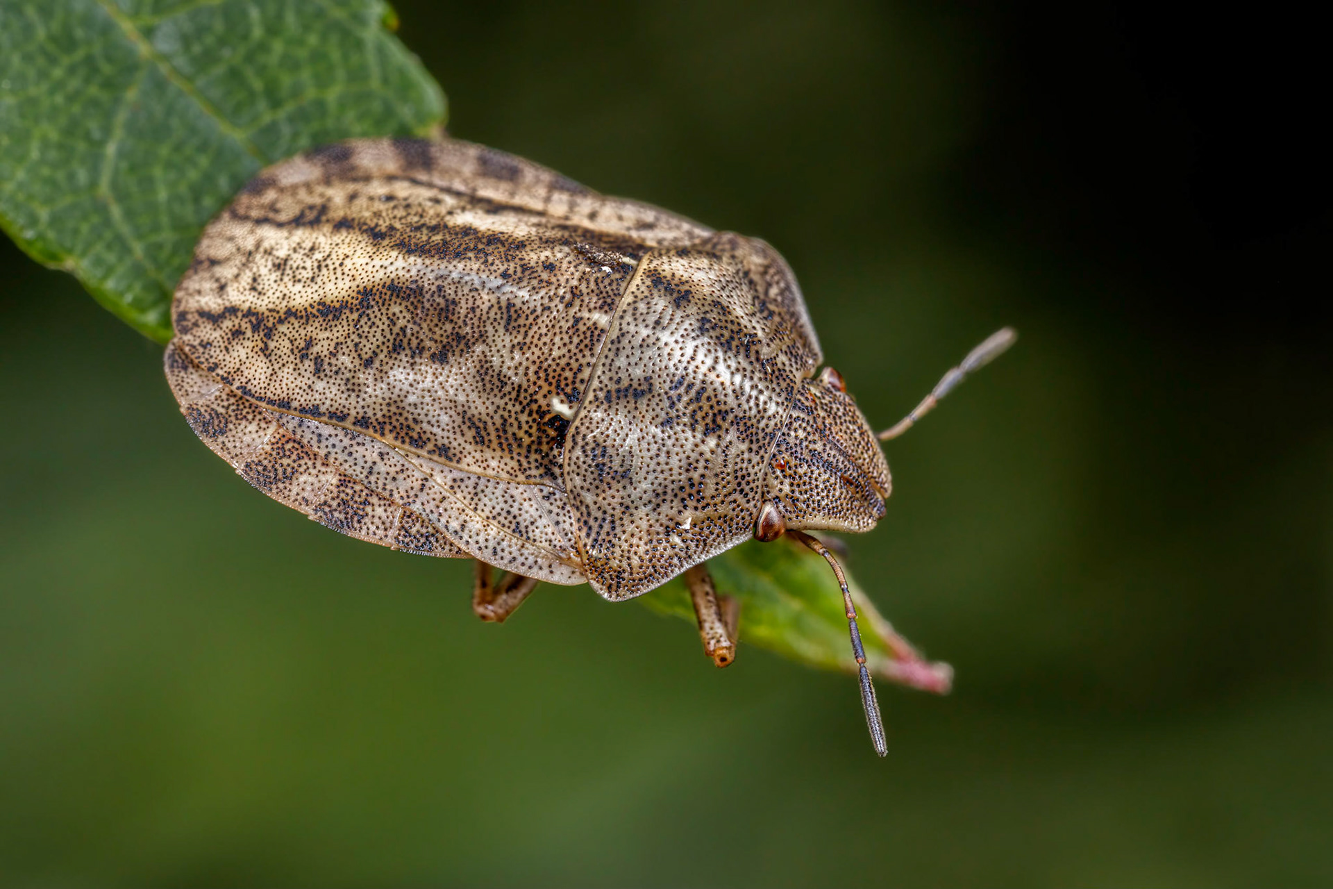Tortoise ShieldBug (Eurygaster testudinaria)