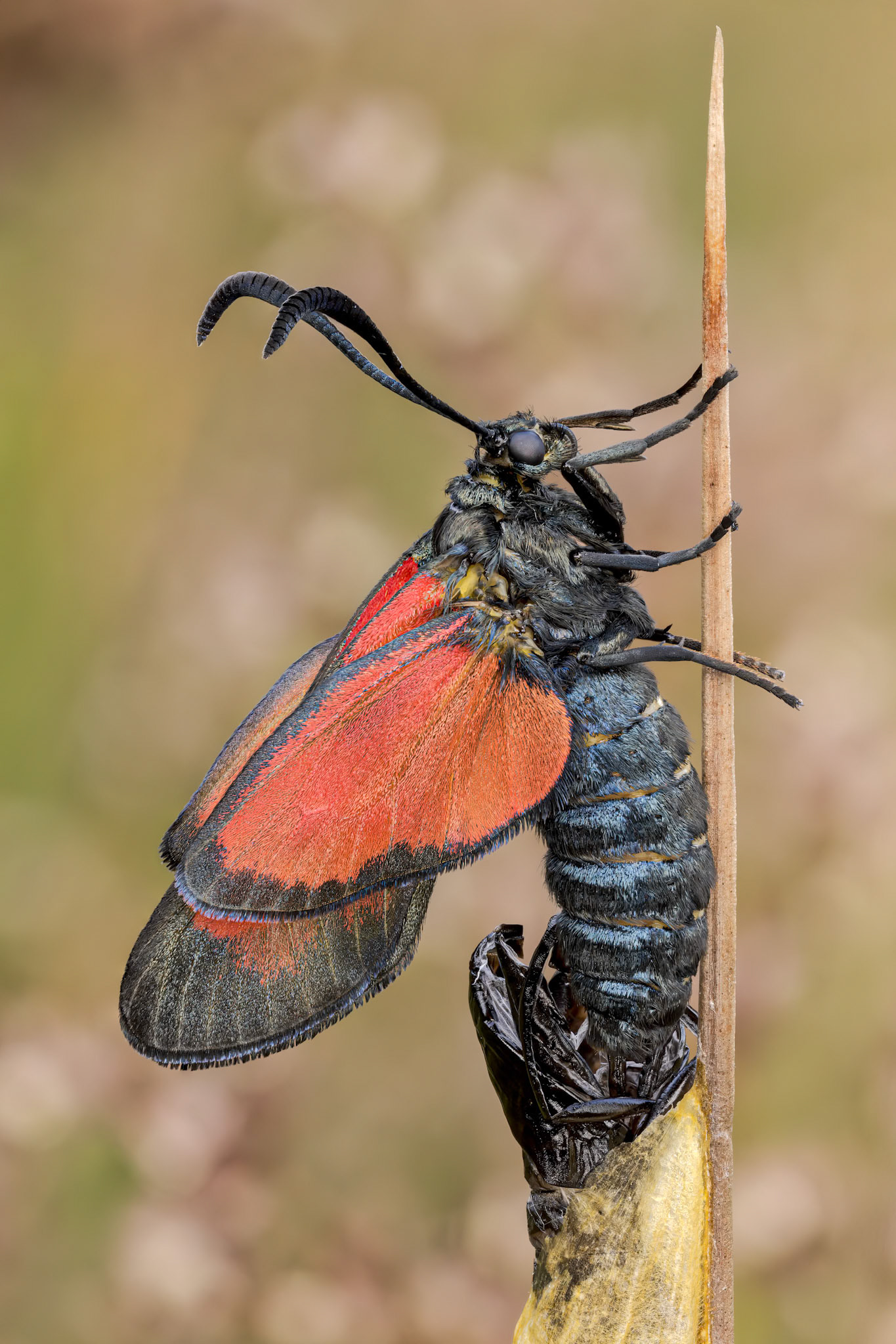 Five-spot Burnet (Zygaena trifolii)