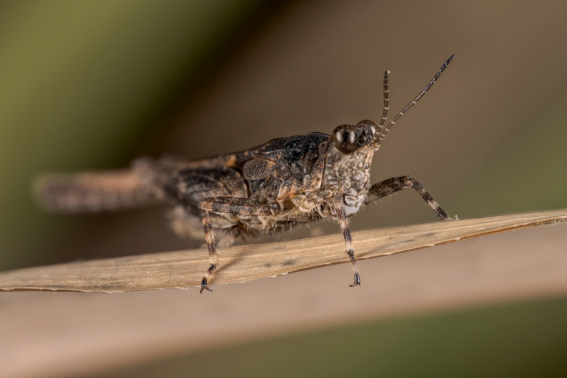 Pygmy Grasshopper (Euparatettix insularis)