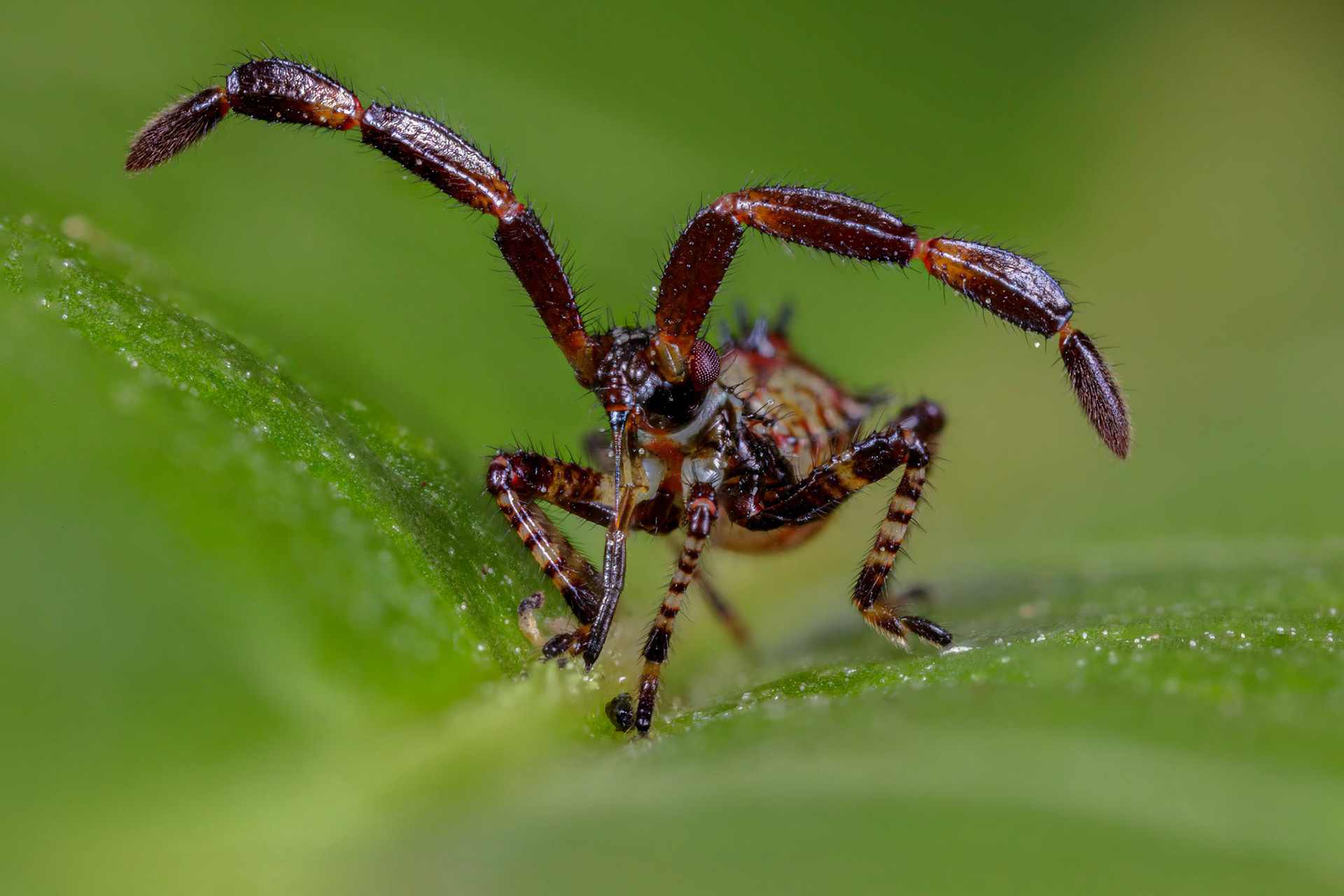 Dock Bug Nymph (Coreus marginatus)