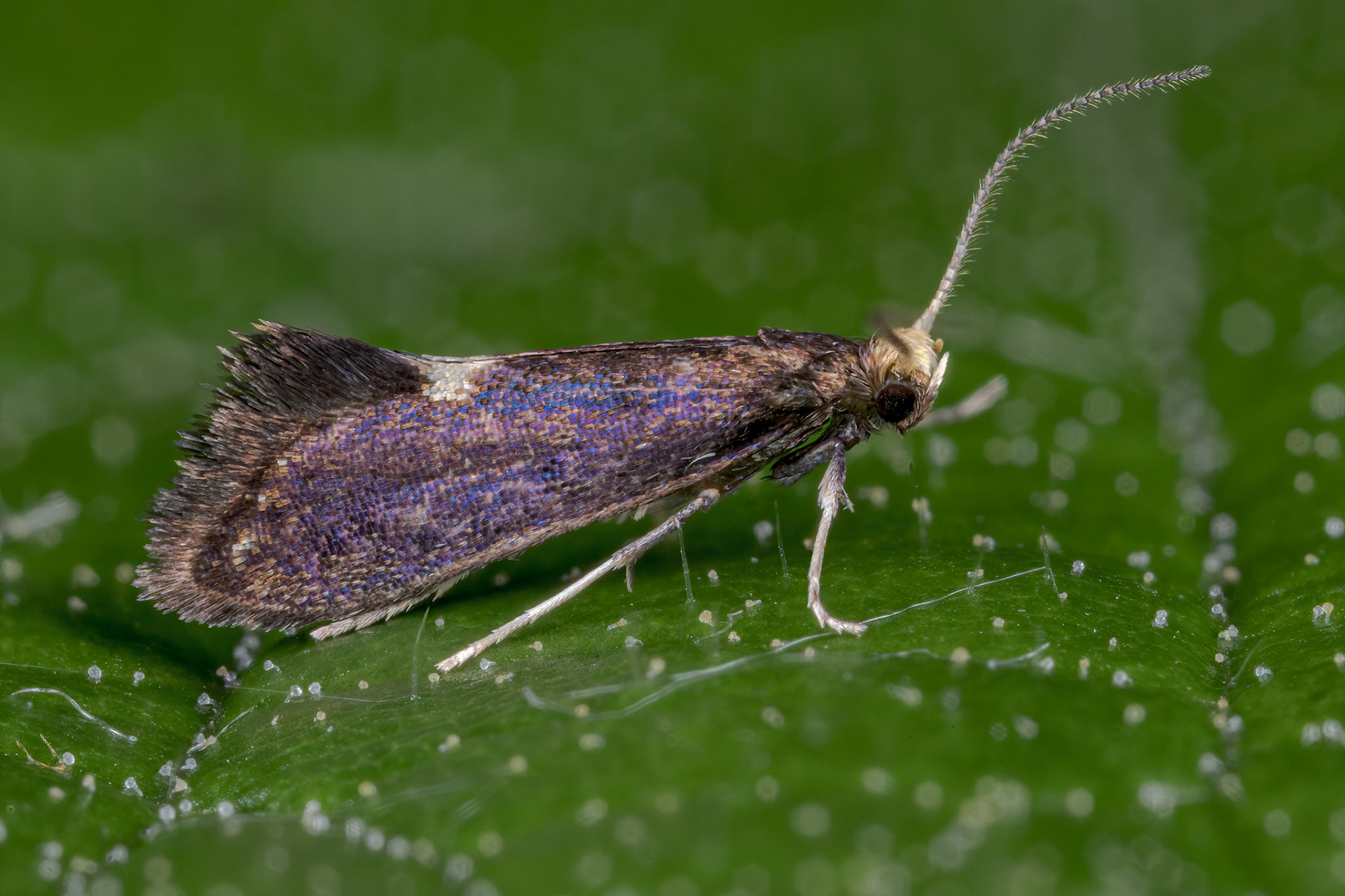 Psychoides filicivora