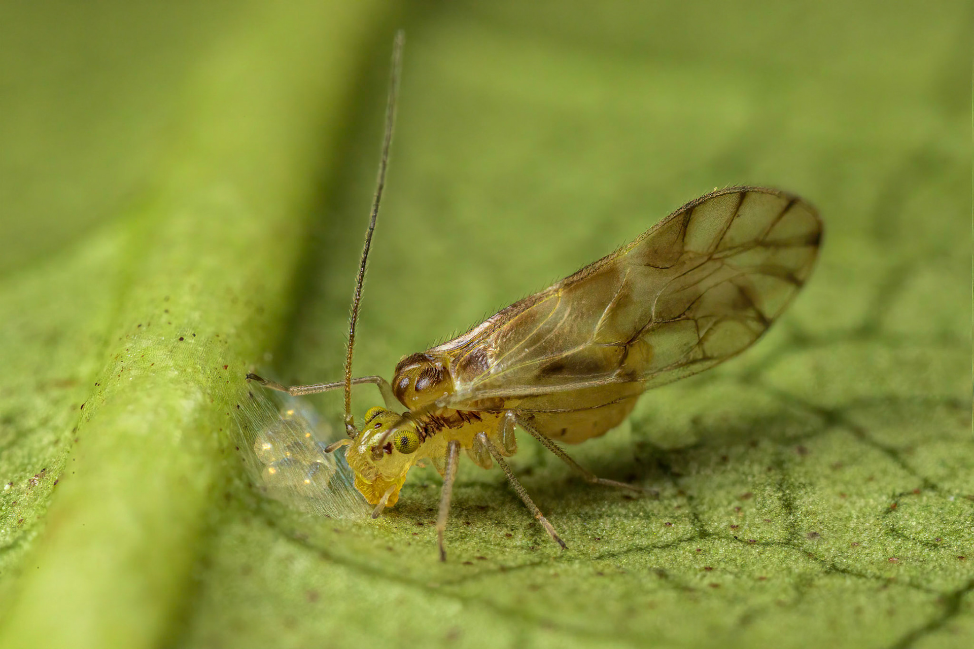 Barkfly (Chilenocaecilius ornatipennis)