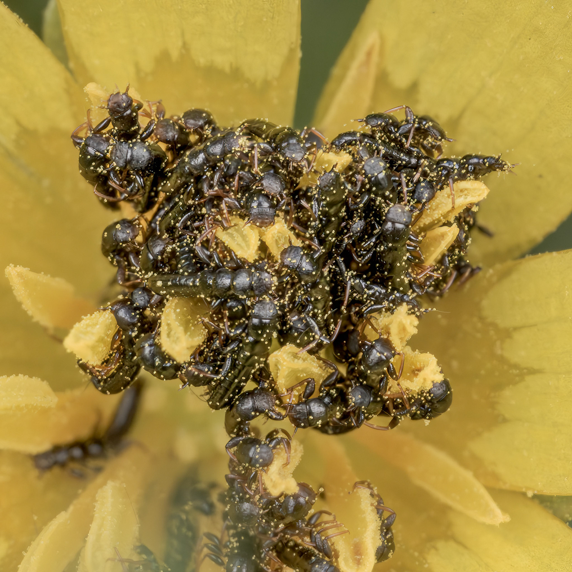 Oil Beetle Larva (triungulin) (Meloe violaceus)